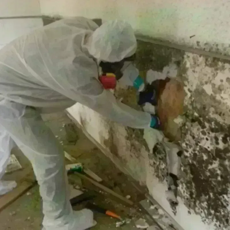 Mold Remediation and Removal in Solvay, NY